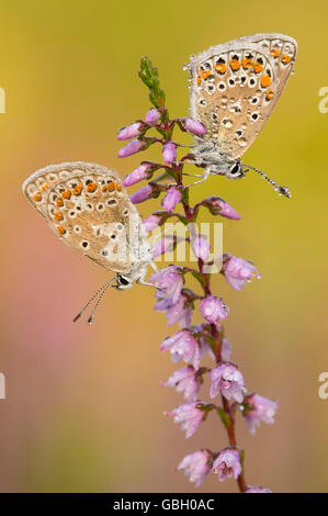 Gemeinsamen Blues auf gemeinsame Heather Stockfoto