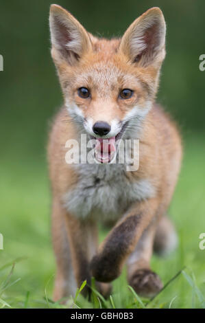 Rotfuchs, Cub, Niedersachsen, Deutschland / (Vulpes Vulpes) Stockfoto