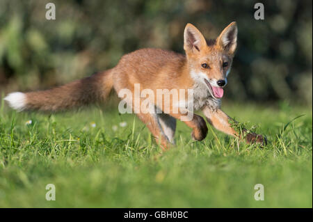 Rotfuchs, Cub, Niedersachsen, Deutschland / (Vulpes Vulpes) Stockfoto