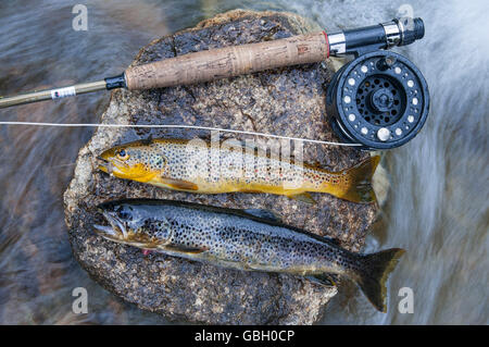 Bachforellen, Norwegen / (Salmo Trutta Fario) Stockfoto