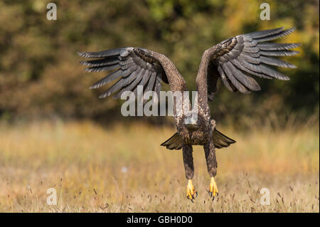 White-tailed Seeadler, Polen / (Haliaeetus Horste) Stockfoto