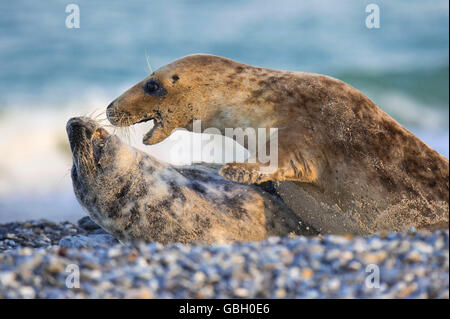 Grau-Dichtung, Halichoerus Grypus, Helgoland, Schleswig-Holstein, Deutschland Stockfoto