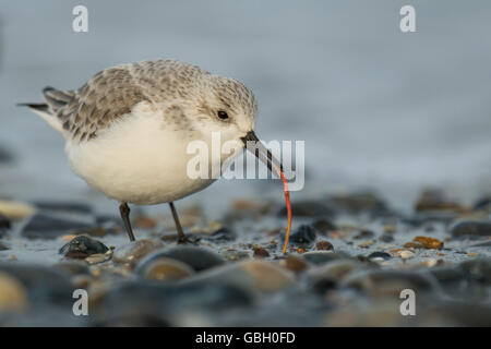 Sanderling, Calidris Alba, Helgoland, Schleswig-Holstein, Deutschland Stockfoto