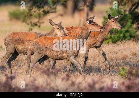 Rothirsch, Nationalpark Hooge Veluwe, Gelderland, Niederlande / (Cervus Elaphus) Stockfoto