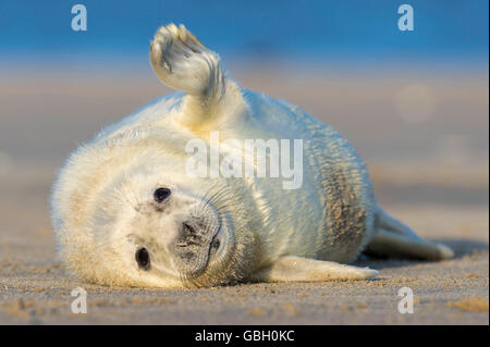 Grau-Dichtung, Halichoerus Grypus, Helgoland, Schleswig-Holstein, Deutschland Stockfoto