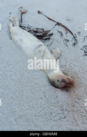Grau-Dichtung, Halichoerus Grypus, Helgoland, Schleswig-Holstein, Deutschland Stockfoto