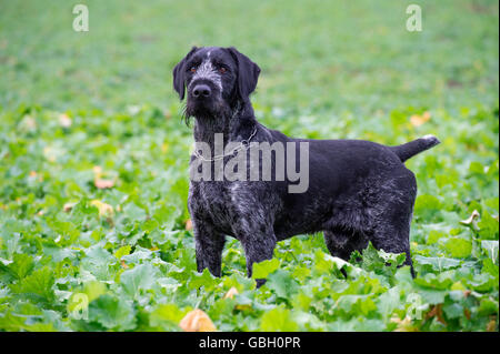 Deutsche rauhaar Vorstehhund Stockfoto