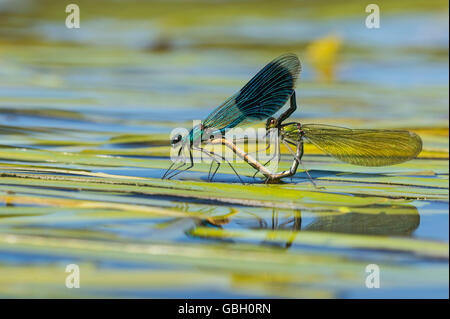 Gebaenderte Prachtlibellen, Paarungsrad, Niedersachsen, Deutschland / (Calopteryx Splendens) Stockfoto