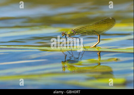 Gebaenderte Prachtlibelle, Eiablage, Niedersachsen, Deutschland / (Calopteryx Splendens) Stockfoto