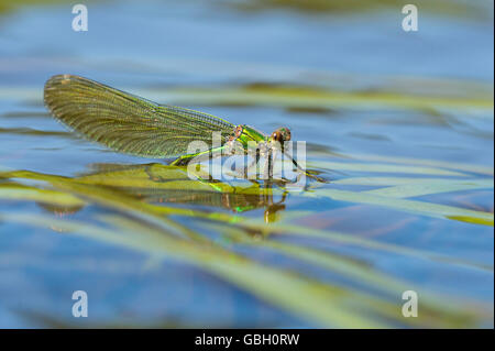 Gebaenderte Prachtlibelle, Eiablage, Niedersachsen, Deutschland / (Calopteryx Splendens) Stockfoto