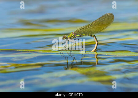 Gebaenderte Prachtlibelle, Eiablage, Niedersachsen, Deutschland / (Calopteryx Splendens) Stockfoto