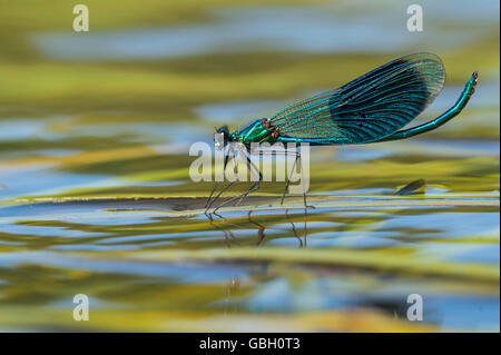 Gebaenderte Prachtlibelle, Niedersachsen, Deutschland / (Calopteryx Splendens) Stockfoto