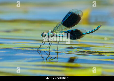 Gebaenderte Prachtlibelle, Niedersachsen, Deutschland / (Calopteryx Splendens) Stockfoto