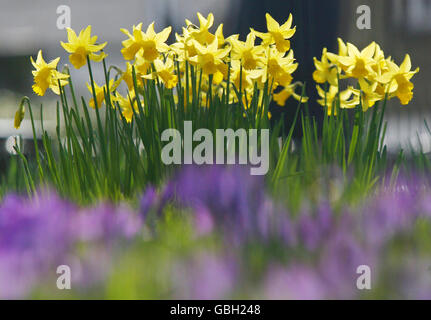 Narzissen blühen im Frühlingssonne im Regents Park im Norden Londons. Stockfoto