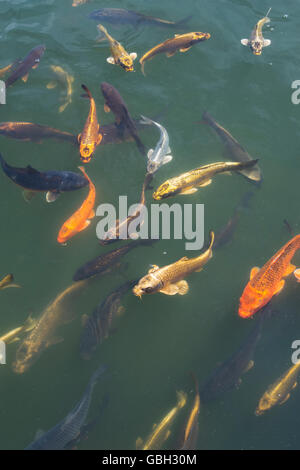 Koi-Karpfen im Teich Stockfoto