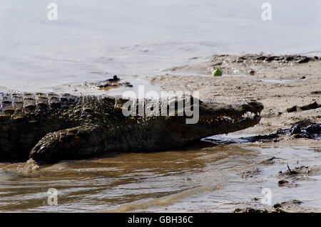 Heilige Krokodile von Sabou in Burkina Faso Stockfoto