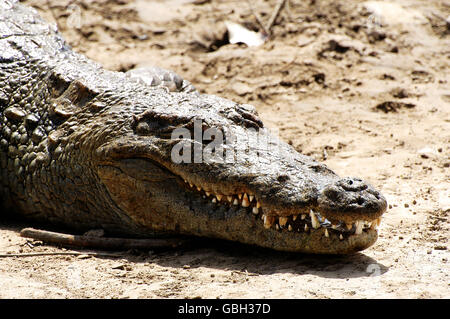 Heilige Krokodile von Sabou in Burkina Faso Stockfoto