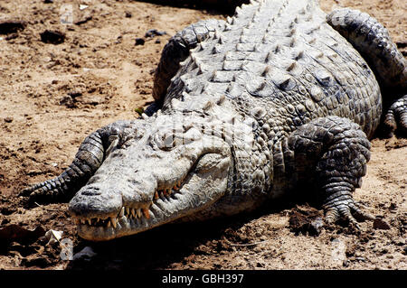 Heilige Krokodile von Sabou in Burkina Faso Stockfoto