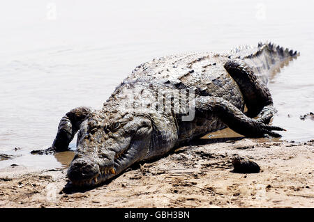 Heilige Krokodile von Sabou in Burkina Faso Stockfoto