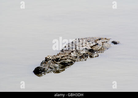 Heilige Krokodile von Sabou in Burkina Faso Stockfoto