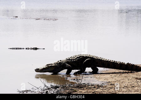 Heilige Krokodile von Sabou in Burkina Faso Stockfoto