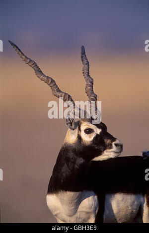 Das Bild von Blackbuck männlich (magische Cervicapra) aufgenommen in Rajasthan, Indien Stockfoto