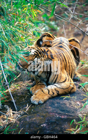 Das Bild der Bengal-Tiger (Panthera Tigris) Bambusblätter zu Essen war nehmen in Bandavgarh, Indien Stockfoto