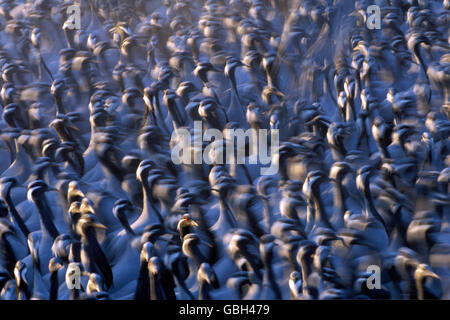 Das Bild des Demoisele Kraniche (Grus Virgo) in Bewegung aufgenommen in Rajasthan, Indien Stockfoto