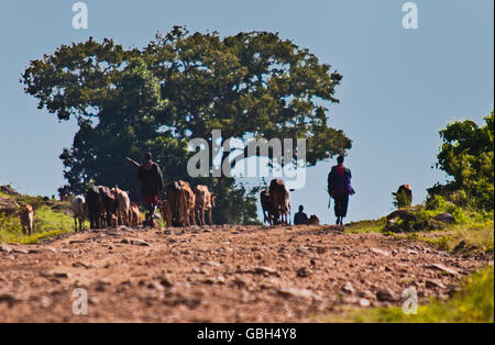 MOMBASA, KENIA. 18. Dezember 2011: Kenianische Rinder Landwirt auf staubigen Weg Stockfoto