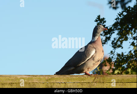 Plump Ringeltaube - Columba Palumbus - sitzt auf einem hölzernen Zaun in der frühen Abendsonne. Klarer blauer Himmel über bietet Textfreiraum. Stockfoto