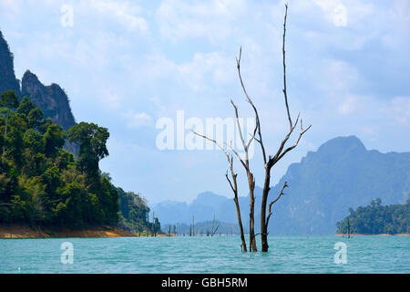 Tod-Baum im See Khao Sok Nationalpark Thailand Stockfoto