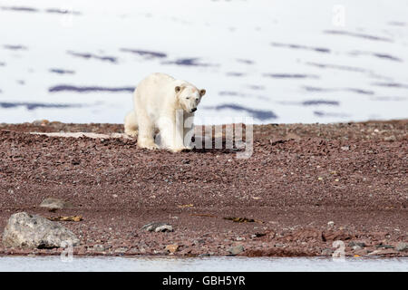 Eisbär auf Tundra in Svalbard-Inseln, Worsleyneset, Woodfjorden, Norwegen Stockfoto