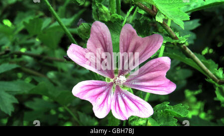 Malve Malva Sylvestris Foto Tony Gale Stockfoto