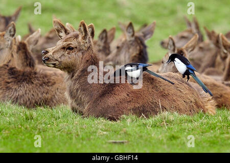 Zwei Elstern halten sich auf dem Rücken von Hirschen im Ashton Court Estate in Bristol auf und pflücken Fell vom Rücken des Hirsches. Stockfoto