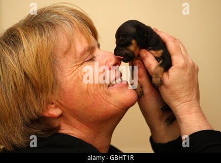 Ein drei Wochen alter Chihuahua-Welpe namens Tom Thumb mit Besitzerin Susan Thomson. Der Hund, der acht Zentimeter lang ist, gilt als einer der kleinsten Hunde, die in Großbritannien geboren wurden, und ist nur zwei Zentimeter weniger als ein Weltrekord für einen kleinen Hund. Stockfoto