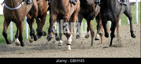 Pferderennen - Kempton Park Rennbahn Stockfoto