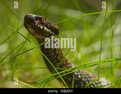 Kreuzotter Vipera Berus es s Kopf in Örö Insel, Finnland zu heben. Stockfoto