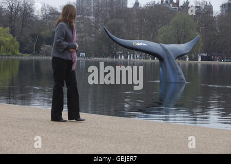 Ein 10 m hohes, 20 m breites lebensgroßes Modell eines Blauwal-Schwanzes, das vom National Geographic Channel im Serpentine im Londoner Hyde Park in Auftrag gegeben wurde, um die Premiere von Blue Whale Odyssey und die Einführung seines neuen Kanals, Nat Geo Wild HD, zu feiern. Stockfoto