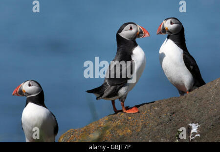 Papageitaucher beim SOS-Papageientaucher-Projekt des Seabird Centre, einem Naturschutzprojekt zur Wiedereinstellung von Papageientauchern auf Craigleith Island, in der Nähe des Seabird Centre in North Berwick in der Nähe von Edinburgh. Stockfoto