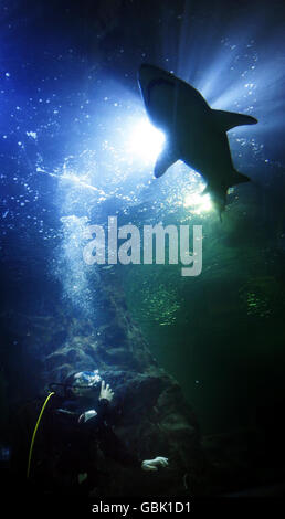 Radio DJ Romeo schwimmt mit Haien in Deep Sea World, North Queensferry, Schottland.