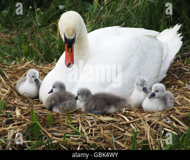 Cygnets Ring im Sommer Stockfoto