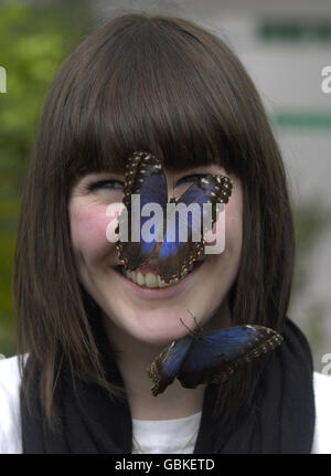 Schmetterlings-Dschungel-Ausstellung Stockfoto