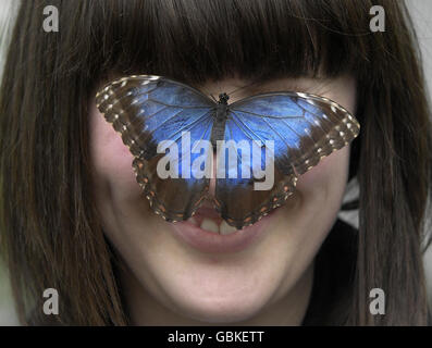 Jane Lucas vom Natural History Museum wirft einen Blick auf einen der Schmetterlinge, die am 1. Mai in der neuen Schmetterlingsdschungel-Ausstellung des Museums vorgestellt wurden. Stockfoto