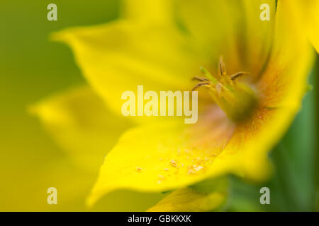 Punktierten Gilbweiderich (Lysimachia Trommler) mit Pollen auf Blütenblätter. Gelbe Blume-Werks in Familie Primulaceae Stockfoto