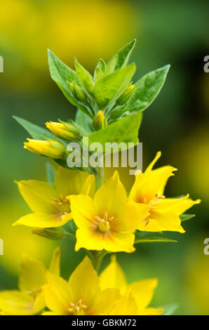 Punktierten Gilbweiderich (Lysimachia Trommler). Gelb blühende Pflanze in der Familie Primulaceae, wächst wie ein Garten Flucht im Vereinigten Königreich Stockfoto