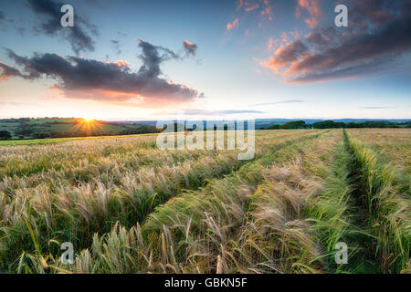 Atemberaubenden Sonnenuntergang über einem Feld des Reifens Gerste auf Ackerland in der Nähe von Bodmin in Cornwall Stockfoto