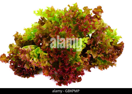 Roter Kopfsalat, Isolated on White Background Stockfoto