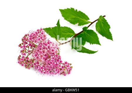 Rosa Spirea Blume, Isolated on White Background Stockfoto