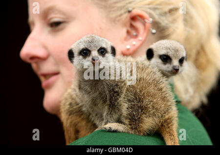 Baby Erdmännchen Lia und Roo mit Zookeeper Suzi Hyde im London Zoo, im Zentrum von London. Stockfoto