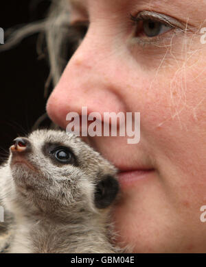 Ein Baby-Erdmännchen mit Zookeeper Suzi Hyde im Londoner Zoo im Zentrum von London. Stockfoto